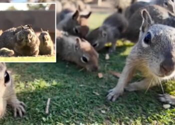 Santa Monica’s insane idea to tackle rampant squirrel population
