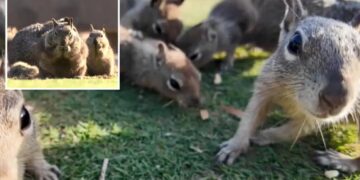 Santa Monica’s insane idea to tackle rampant squirrel population