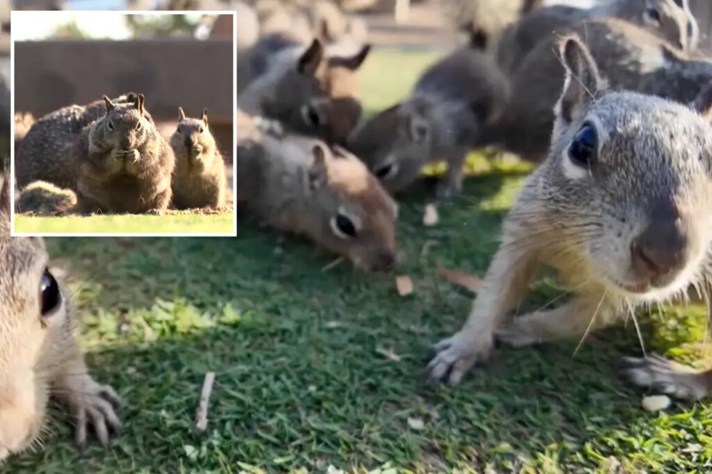 Santa Monica’s insane idea to tackle rampant squirrel population