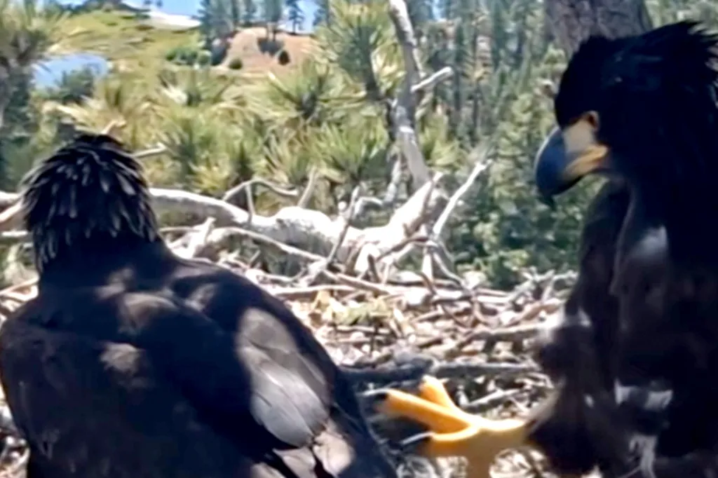 Two juvenile bald eagles in a nest in a forest overlooking a body of water.