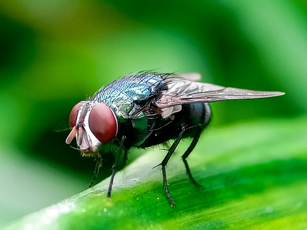 A close-up of a screw-worm fly on a green leaf.