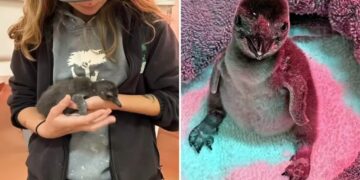 First penguin chicks born at California zoo in years as handlers reveal unique rearing plan
