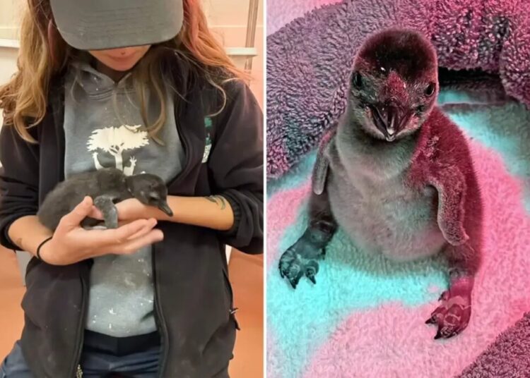 First penguin chicks born at California zoo in years as handlers reveal unique rearing plan