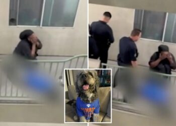 Knicks’ watch party horror as family dog is shot by cops – as harrowing video emerges