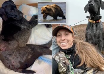 Alaska woman uses weapon to survive terrifying bear attack after predator mauls pooch: ‘I thought I was dead’