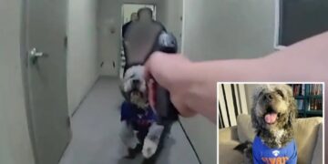 Horrific bodycam video reveals moment beloved dog is shot 4 times by LAPD officer
