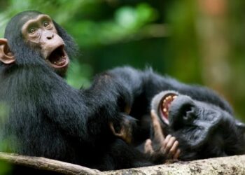 Researchers discover surprising similarity in how humans and great apes giggle — reflecting ties to common ancestors: study