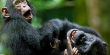 Researchers discover surprising similarity in how humans and great apes giggle — reflecting ties to common ancestors: study