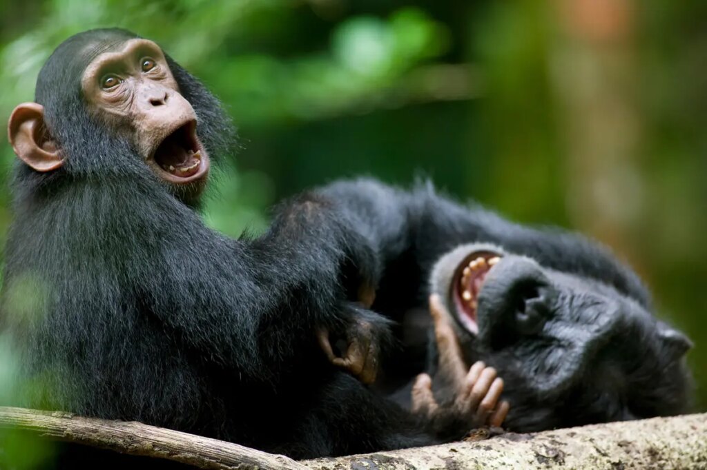 Researchers discover surprising similarity in how humans and great apes giggle — reflecting ties to common ancestors: study