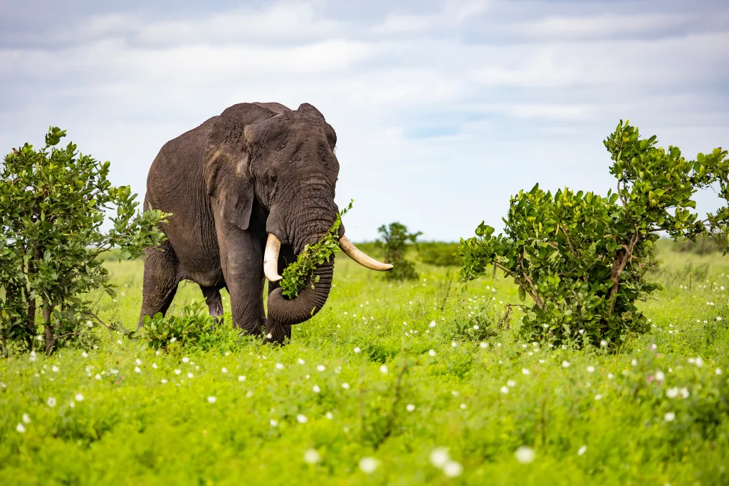 African elephant with tusks using its trunk to gather leaves to eat in a grassy field.