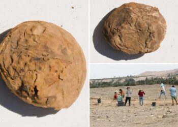 Archaeologists uncover freeze-dried potatoes older than the US in ‘excellent’ condition
