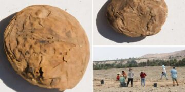 Archaeologists uncover freeze-dried potatoes older than the US in ‘excellent’ condition