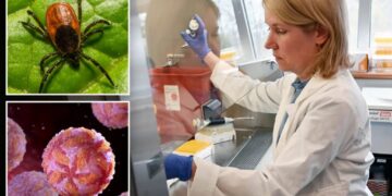 Rare tick-borne virus turns deadly fast as US cases reach record high, experts warn