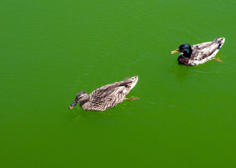 Trump Ordered ‘American Flag Blue’ for the Reflecting Pool. It’s Green Again.