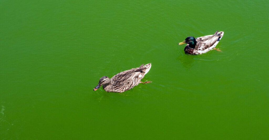 Trump Ordered ‘American Flag Blue’ for the Reflecting Pool. It’s Green Again.