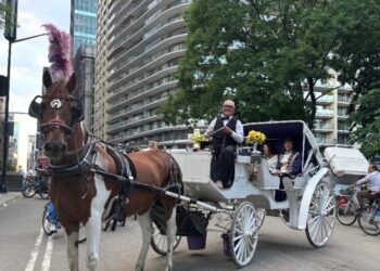 Carriage Horse in Central Park Died After Eating a Poisonous Plant