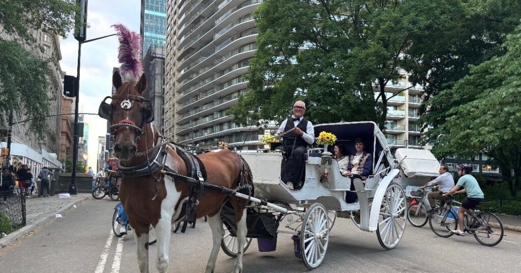 Carriage Horse in Central Park Died After Eating a Poisonous Plant