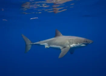 Great White Sharks Have Been in the Mediterranean Sea for Millions of Years—but Sightings Are Incredibly Rare