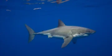 Great White Sharks Have Been in the Mediterranean Sea for Millions of Years—but Sightings Are Incredibly Rare