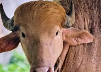 He’s got golden hair, weighs 1,500 pounds, and he’s a rare albino buffalo. Bangladesh is calling him ‘Donald Trump’
