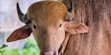 He’s got golden hair, weighs 1,500 pounds, and he’s a rare albino buffalo. Bangladesh is calling him ‘Donald Trump’
