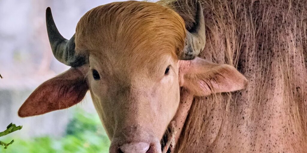 He’s got golden hair, weighs 1,500 pounds, and he’s a rare albino buffalo. Bangladesh is calling him ‘Donald Trump’