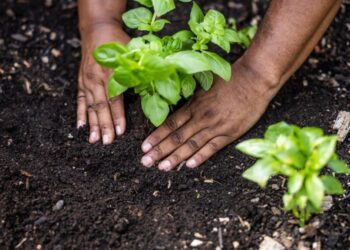Does The Future of Climate Resilience Lie Beneath Our Feet?