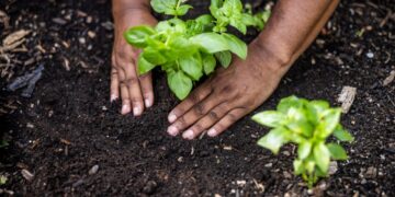 Does The Future of Climate Resilience Lie Beneath Our Feet?