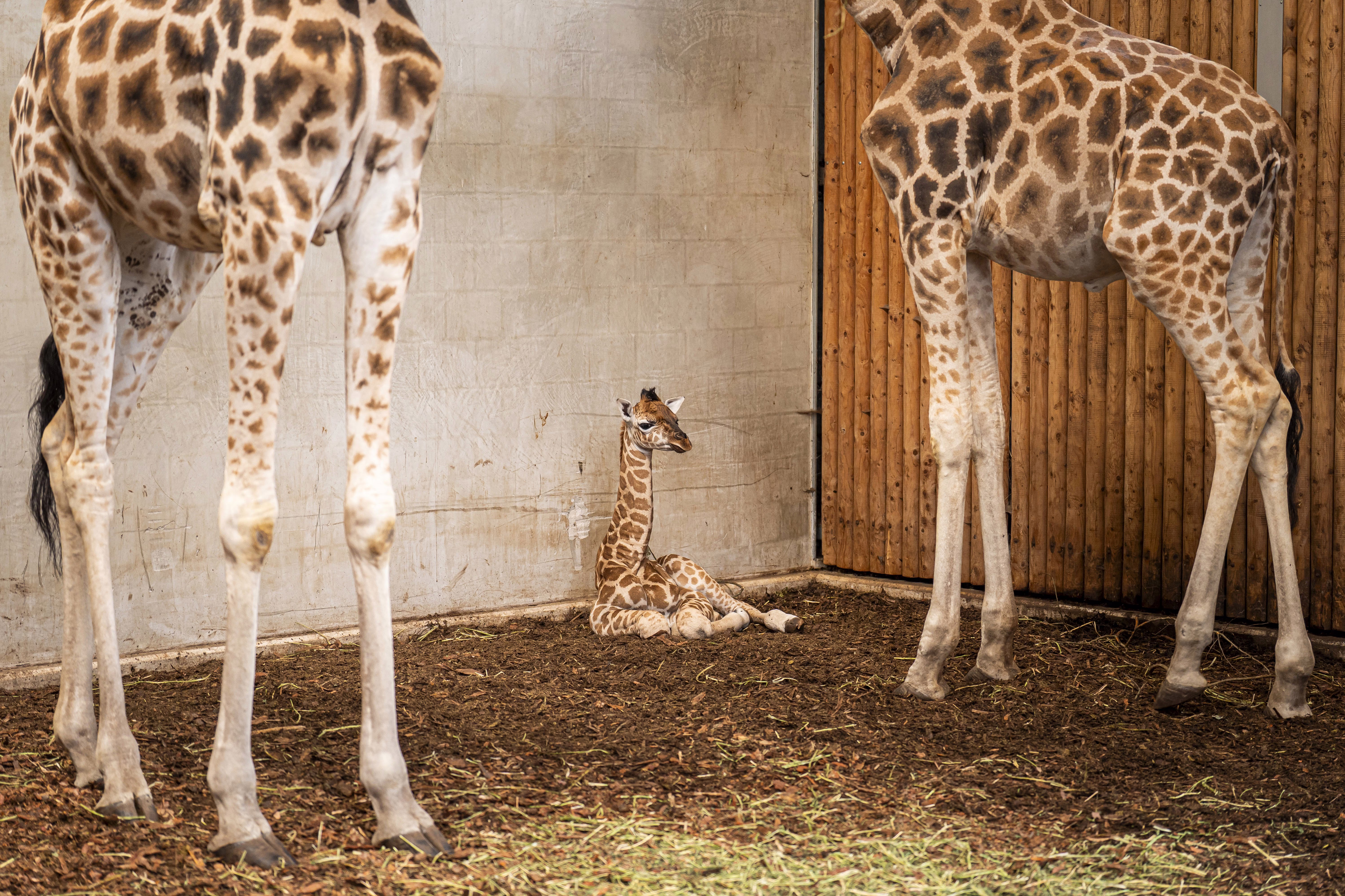A baby giraffe looks on while resting in a stable beside two adult giraffes.