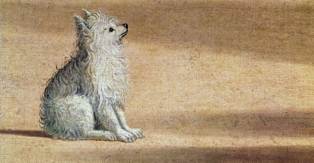 What I Learned From My Dog