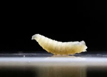 Red state declares massive disaster as flesh-eating parasite arrives after Trump cuts