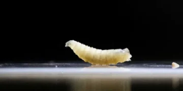 Red state declares massive disaster as flesh-eating parasite arrives after Trump cuts