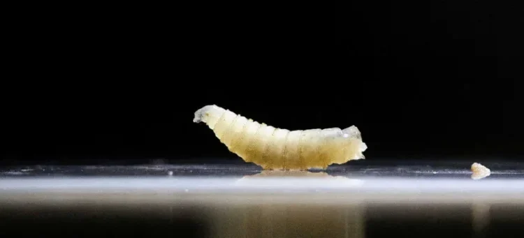 Red state declares massive disaster as flesh-eating parasite arrives after Trump cuts