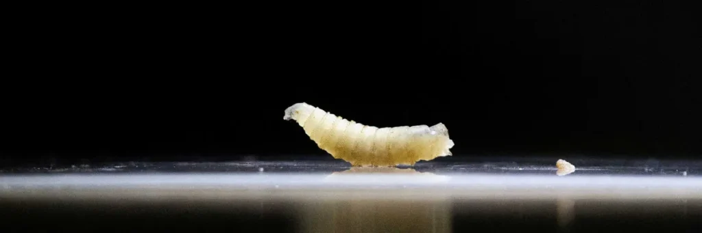 Red state declares massive disaster as flesh-eating parasite arrives after Trump cuts