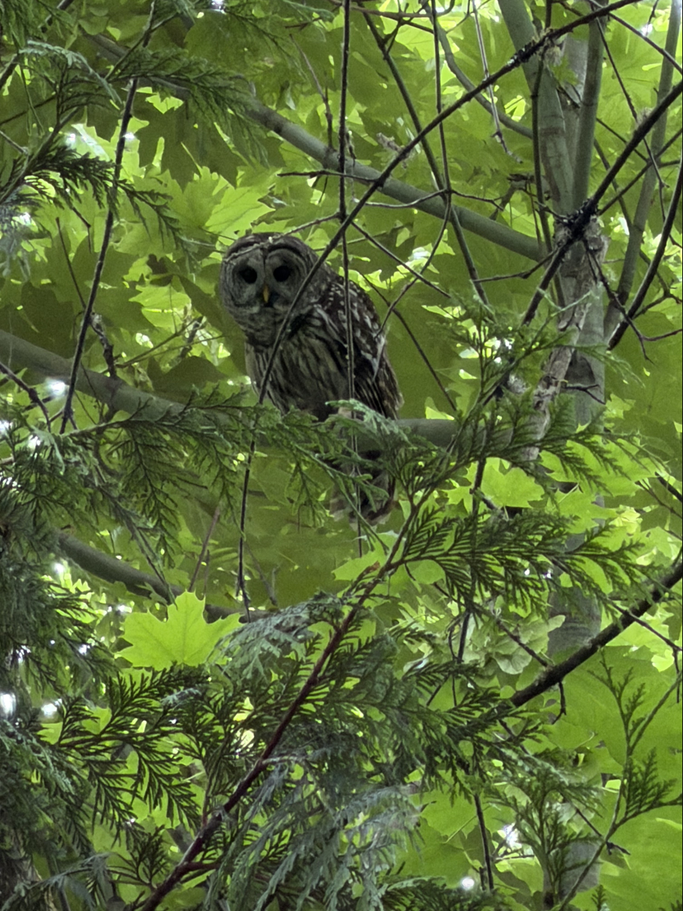An owl in the trees