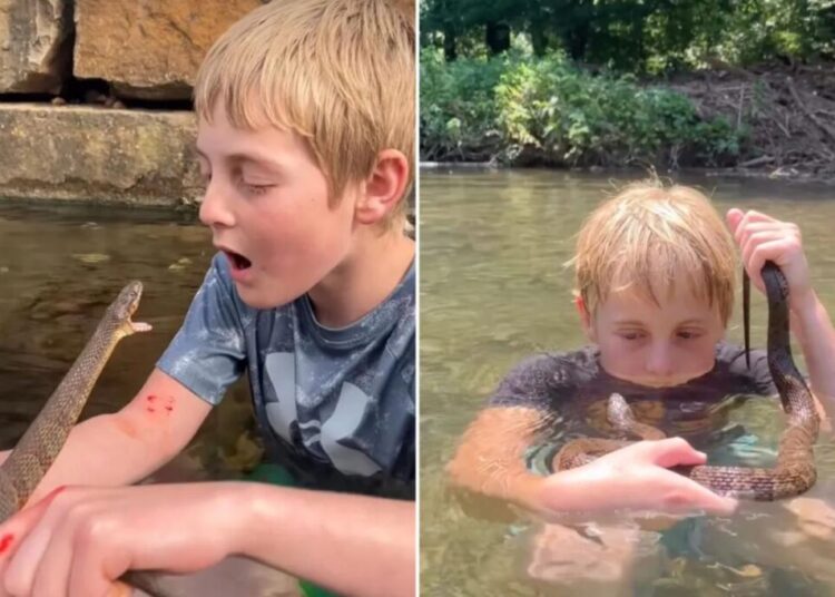 ‘Little Steve Irwin’ snatches up snakes, purposely gets bitten for fun