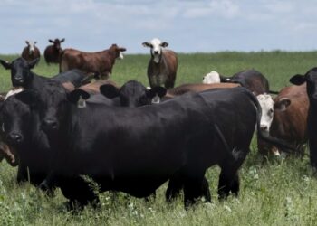 The Parasite Threatening America’s Cows