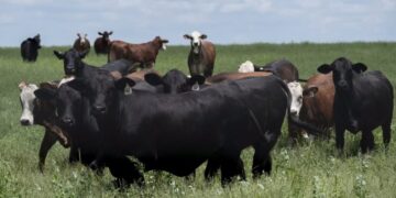 The Parasite Threatening America’s Cows