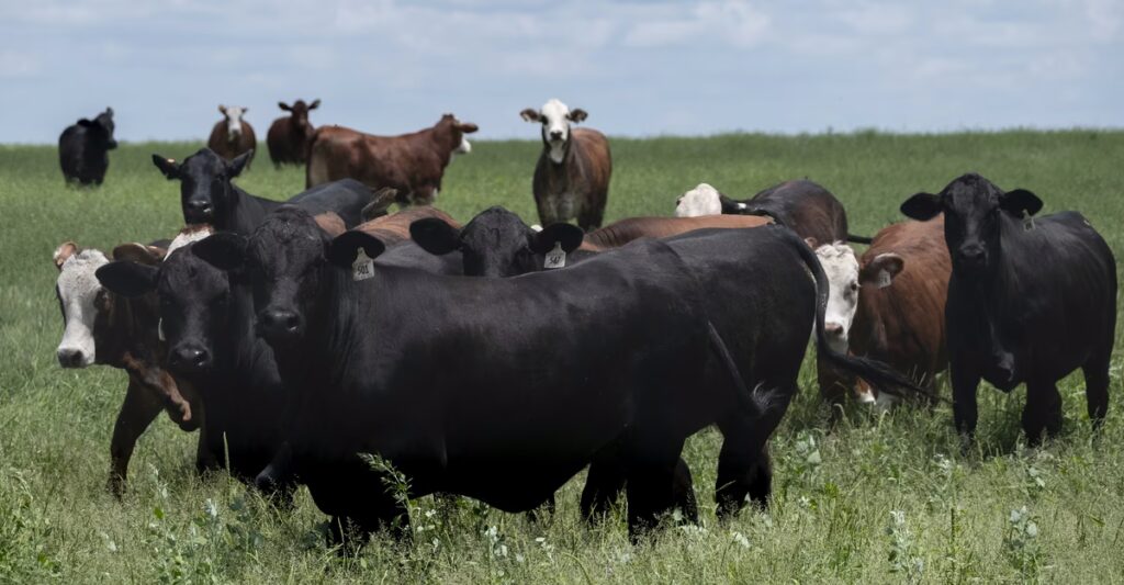 The Parasite Threatening America’s Cows