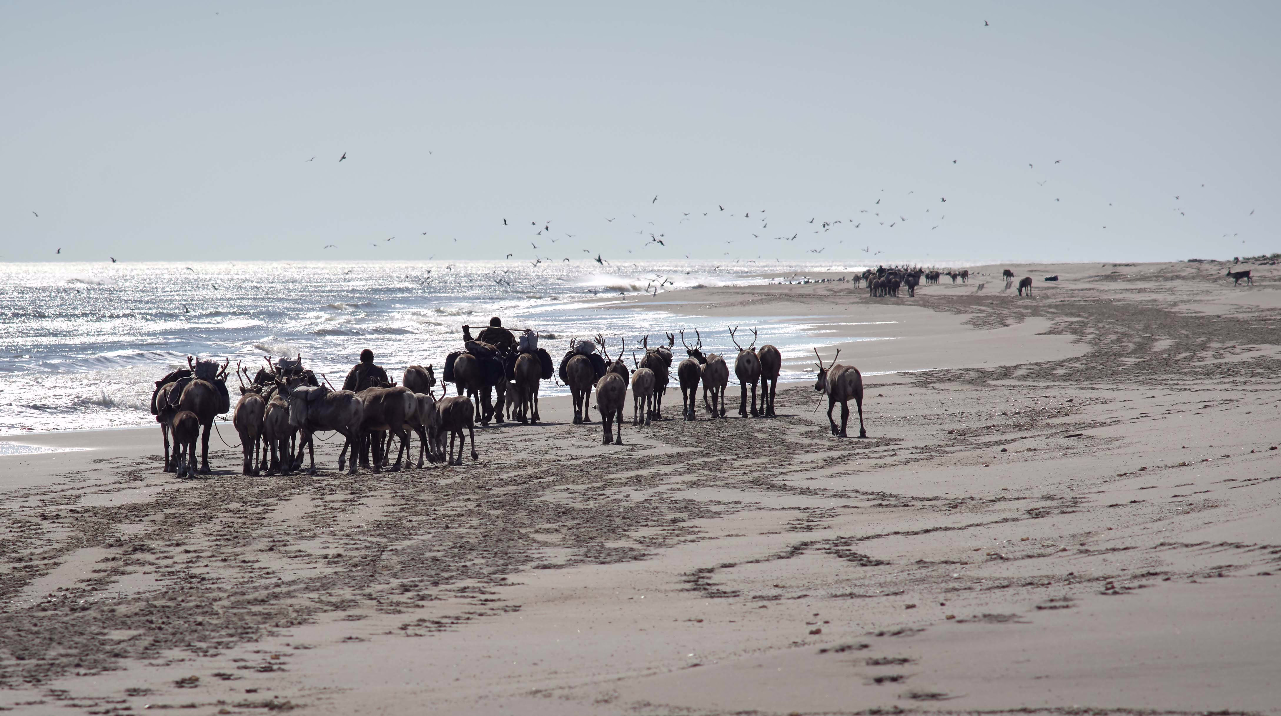 Several herds of reindeer, as well as a few people, walk down a long beach.
