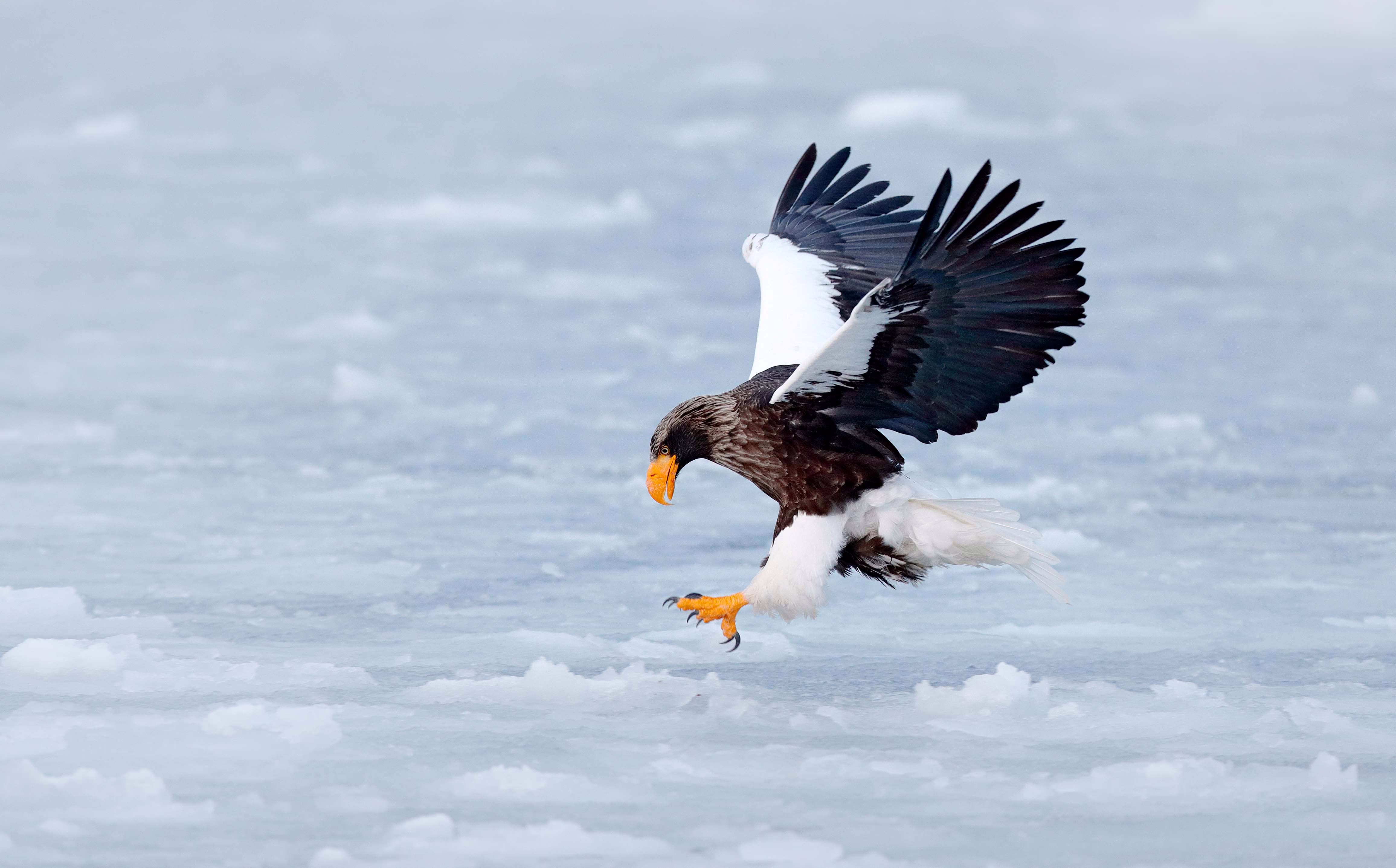 A large black-and-white eagle reaches out its talons over icy water.