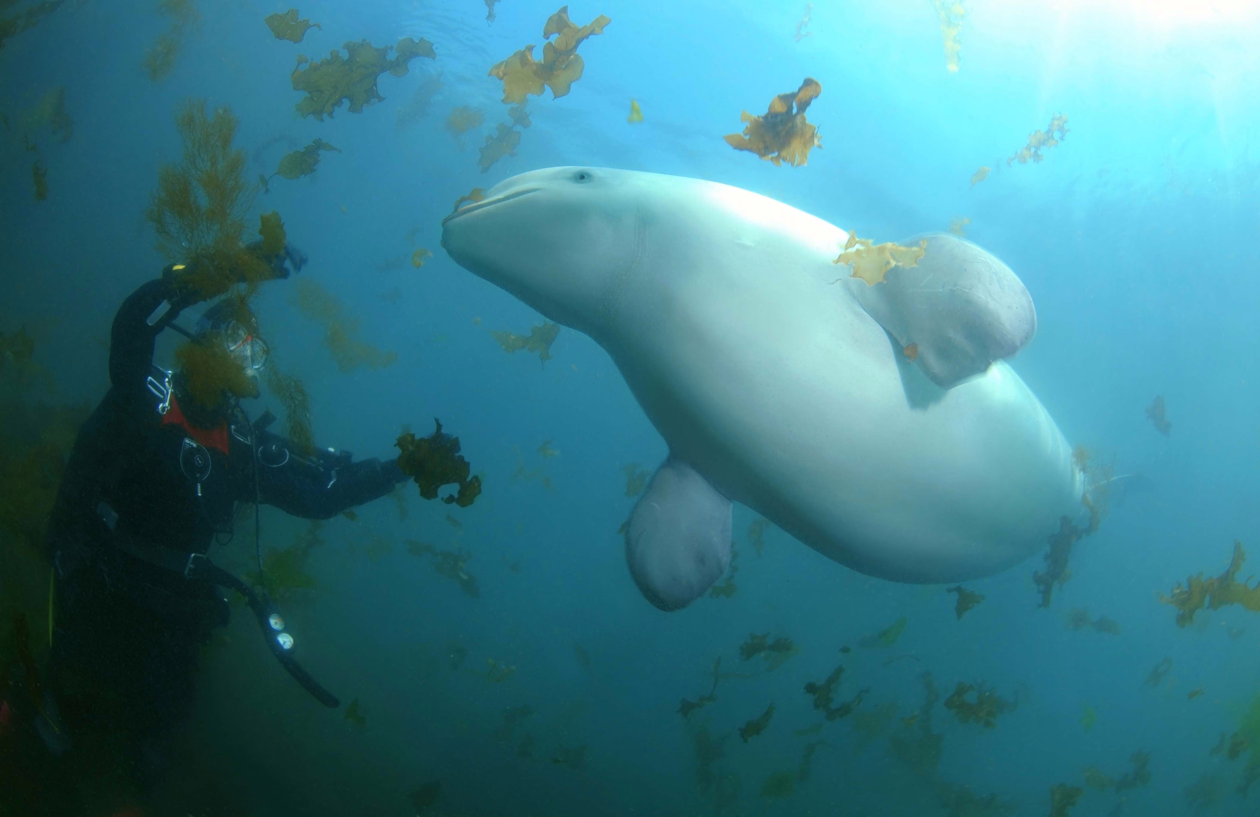 A diver interacts with a beluga whale underwater.