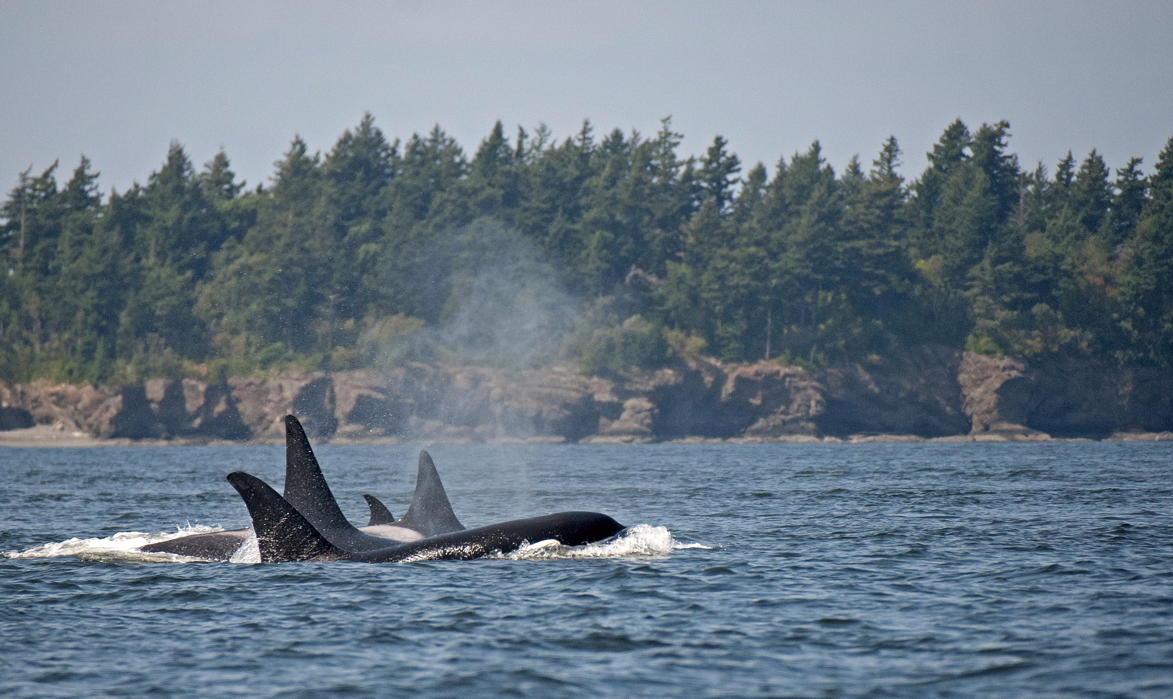 A small pod of orcas swims near an island.