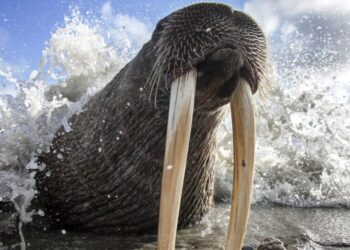 Photos From Around the North Pacific