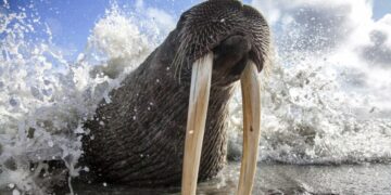 Photos From Around the North Pacific