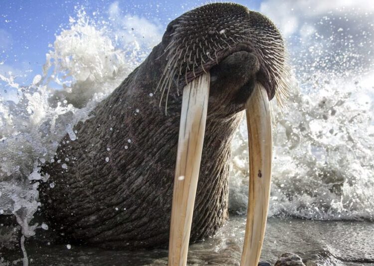 Photos From Around the North Pacific