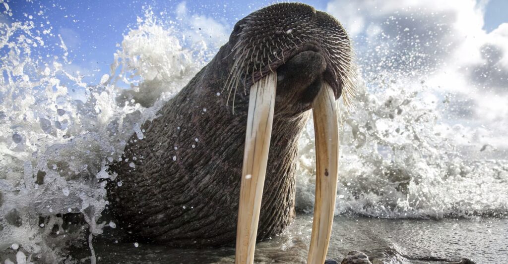 Photos From Around the North Pacific