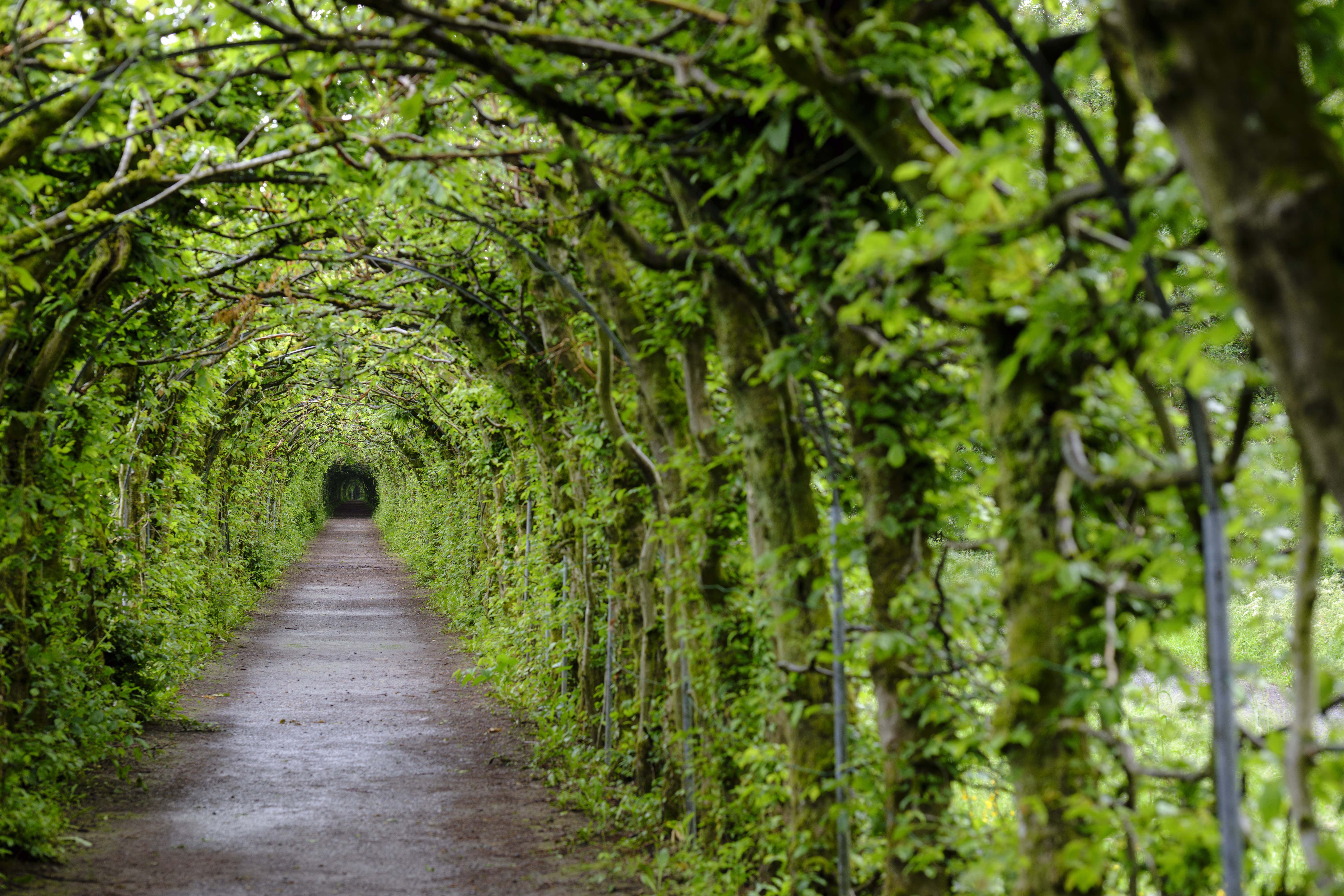 A view looking down a path surrounded on all sides by trees that have been trained to grow over the top of the path, forming a tunnel of leaves and branches