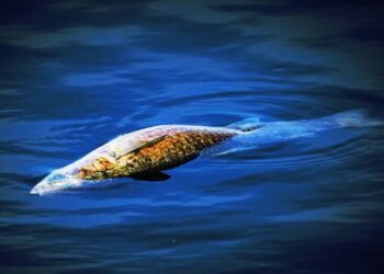 Fish Already Cooking Alive Across the US Ahead of Blistering Summer Heat