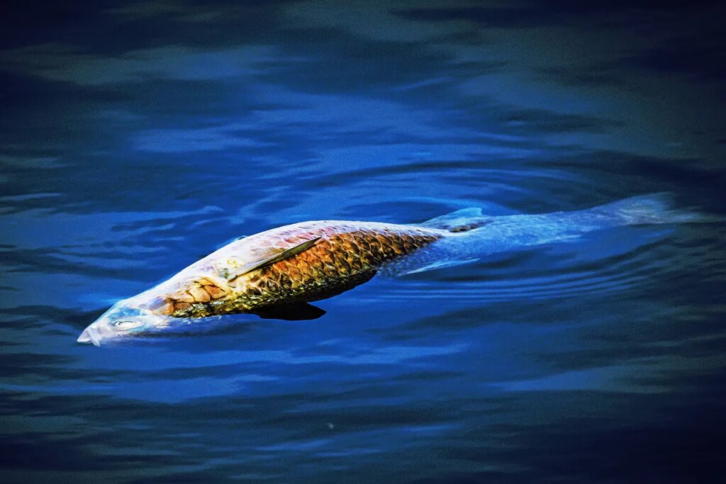 Fish Already Cooking Alive Across the US Ahead of Blistering Summer Heat